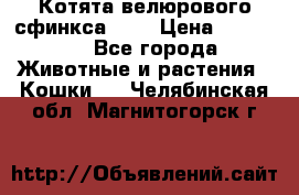 Котята велюрового сфинкса. .. › Цена ­ 15 000 - Все города Животные и растения » Кошки   . Челябинская обл.,Магнитогорск г.